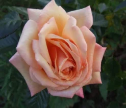 Kletterrose 'Barock' ® -Deutschland Garten Funk Verkaufs-Shop b015952 Kletterrose Barock 53182 0