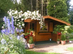 Ramblerrose 'Lykkefund' -Deutschland Garten Funk Verkaufs-Shop b016073 Ramblerrose Lykkefund 108595 0