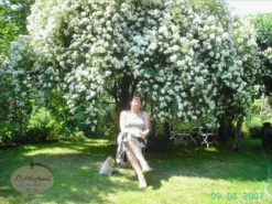 Ramblerrose 'Lykkefund' -Deutschland Garten Funk Verkaufs-Shop b016073 Ramblerrose Lykkefund 68193 0