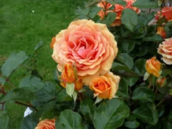 Edelrose 'Ashram' ® -Deutschland Garten Funk Verkaufs-Shop b016195 Edelrose Ashram 63599 0