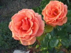 Edelrose 'Ashram' ® -Deutschland Garten Funk Verkaufs-Shop b016195 Edelrose Ashram 66819 0