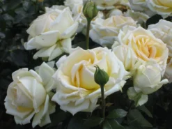 Edelrose 'Ambiente' ® -Deutschland Garten Funk Verkaufs-Shop b016513 Edelrose Ambiente 215890 0