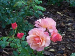 Beetrose 'Aprikola' ® -Deutschland Garten Funk Verkaufs-Shop b016521 Beetrose Aprikola ADR Rose 285671 0