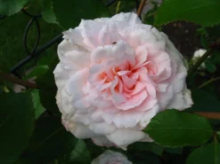 Strauchrose 'Bremer Stadtmusikanten' ® / 'Belami' ® -Deutschland Garten Funk Verkaufs-Shop b016523 Strauchrose Bremer Stadtmusikanten 194885 0