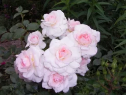 Strauchrose 'Bremer Stadtmusikanten' ® / 'Belami' ® -Deutschland Garten Funk Verkaufs-Shop b016523 Strauchrose Bremer Stadtmusikanten 202767 0
