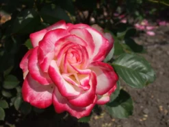 Beetrose 'Jubilé Du Prince De Monaco' -Deutschland Garten Funk Verkaufs-Shop b016846 Beetrose Jubilee du Prince de Monaco 94832 0