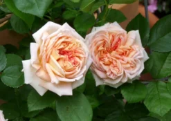 Kletterrose 'Alchymist' -Deutschland Garten Funk Verkaufs-Shop b017079 Kletterrose Alchymist 176126 0