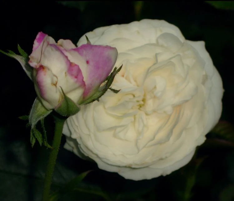 Historische Rose 'Boule De Neige' 9 Historische Rose 'Boule De Neige' – Bild 9