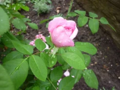 Englische Rose 'Gertrude Jekyll' ® 39 Englische Rose 'Gertrude Jekyll' ® -Deutschland Garten Funk Verkaufs-Shop b017582 Englische Rose Gertrude Jekyll 441660 1