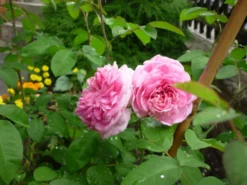 Englische Rose 'Gertrude Jekyll' ® 38 Englische Rose 'Gertrude Jekyll' ® -Deutschland Garten Funk Verkaufs-Shop b017582 Englische Rose Gertrude Jekyll 441660 2