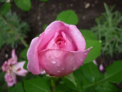 Englische Rose 'Gertrude Jekyll' ® 37 Englische Rose 'Gertrude Jekyll' ® -Deutschland Garten Funk Verkaufs-Shop b017582 Englische Rose Gertrude Jekyll 441660 3