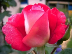 Beetrose 'Heimatmelodie' ® -Deutschland Garten Funk Verkaufs-Shop b017966 Beetrose Heimatmelodie 60583 0