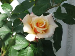 Strauchrose 'Caramella' ® -Deutschland Garten Funk Verkaufs-Shop b018066 Strauchrose Caramella 101276 0