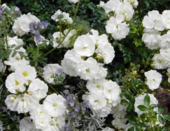 Bodendecker-Rose 'Diamant' ® 23 Bodendecker-Rose 'Diamant' ® -Deutschland Garten Funk Verkaufs-Shop b018072 Bodendeckerrose Diamant 189176 0