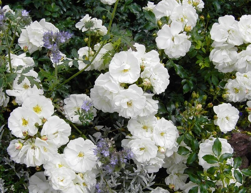 Bodendecker-Rose 'Diamant' ® 11 Bodendecker-Rose 'Diamant' ® – Bild 11