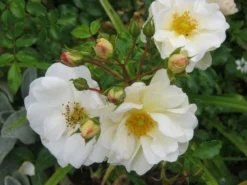 Bodendecker-Rose 'Diamant' ® 25 Bodendecker-Rose 'Diamant' ® -Deutschland Garten Funk Verkaufs-Shop b018072 Bodendeckerrose Diamant 82479 0