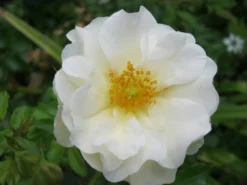 Bodendecker-Rose 'Diamant' ® 24 Bodendecker-Rose 'Diamant' ® -Deutschland Garten Funk Verkaufs-Shop b018072 Bodendeckerrose Diamant 82479 1