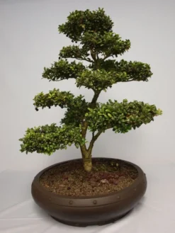 Löffel-Ilex / Japanischer Ilex 'Convexa' -Deutschland Garten Funk Verkaufs-Shop b018590 Loeffel Ilex Japanischer Ilex 131483 0