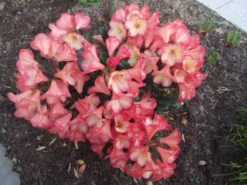 Rhododendron 'Barbarella' 21 Rhododendron 'Barbarella' -Deutschland Garten Funk Verkaufs-Shop b018599 Rhododendron Barbarella 84713 0