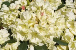 Rhododendron 'Bob Bovee'