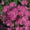 Rhododendron 'Regal'