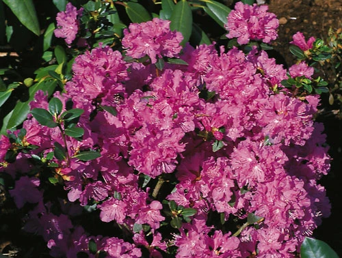 Rhododendron 'Regal' 1 Rhododendron 'Regal'