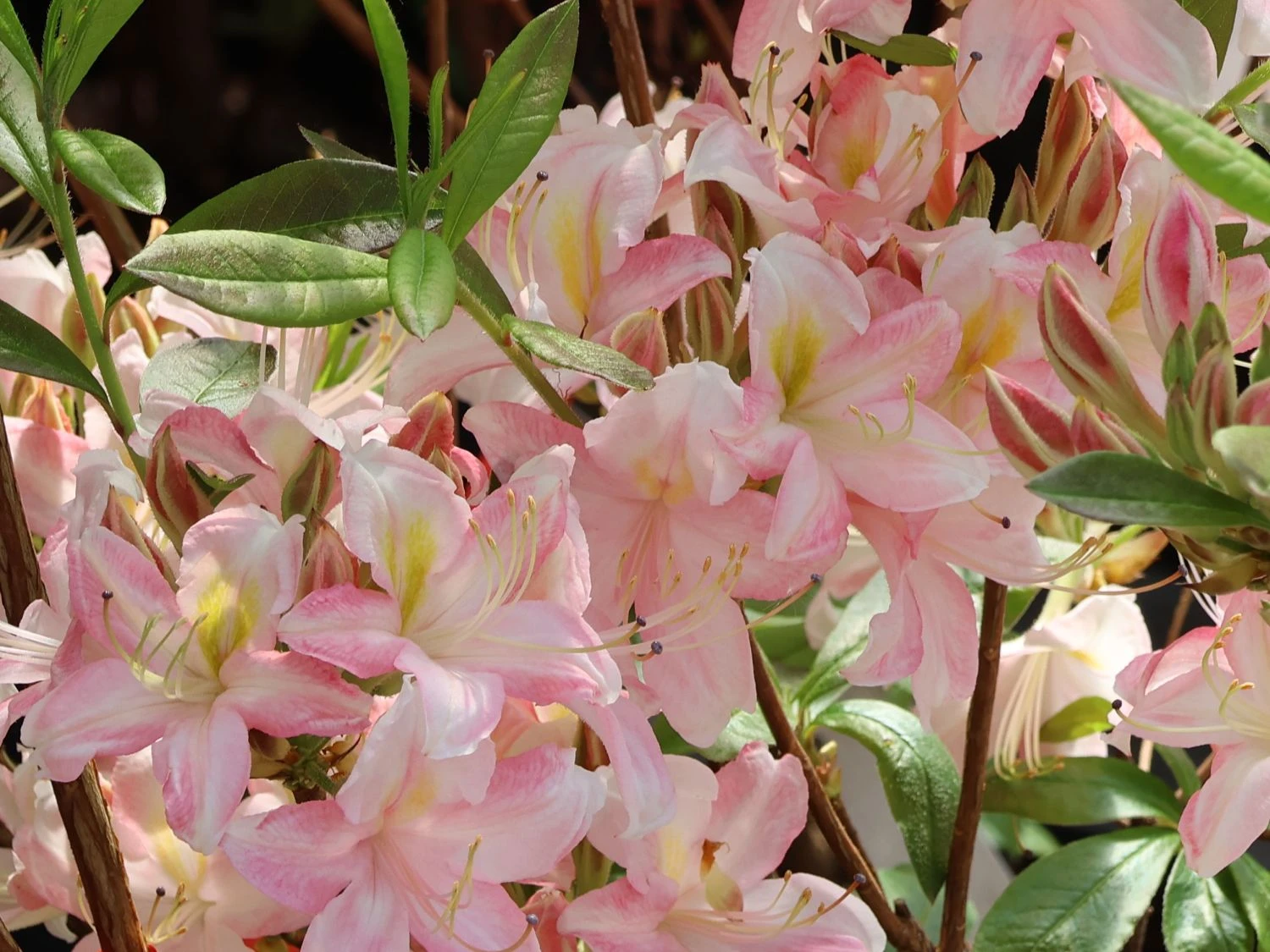 Rhododendron 'Juniduft' 1 Rhododendron 'Juniduft'