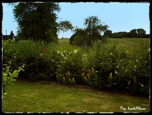 Schwarzgrüner Liguster 'Atrovirens' 14 Schwarzgrüner Liguster 'Atrovirens' – Bild 14