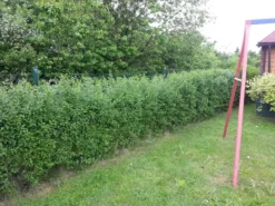 Schwarzgrüner Liguster 'Atrovirens' 26 Schwarzgrüner Liguster 'Atrovirens' -Deutschland Garten Funk Verkaufs-Shop b018900 Schwarzgruener Liguster Atrovirens Wintergruener Liguster 93754 0