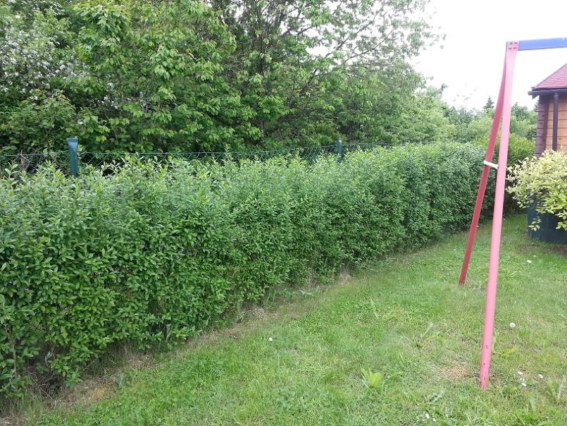 Schwarzgrüner Liguster 'Atrovirens' 13 Schwarzgrüner Liguster 'Atrovirens' – Bild 13