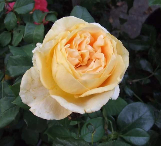 Edelrose 'Candlelight' ® 17 Edelrose 'Candlelight' ® – Bild 17