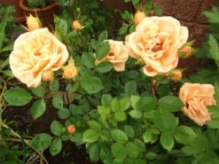 Zwergrose 'Apricot Clementine' ® 27 Zwergrose 'Apricot Clementine' ® -Deutschland Garten Funk Verkaufs-Shop b019645 Zwergrose Apricot Clementine 307684 0