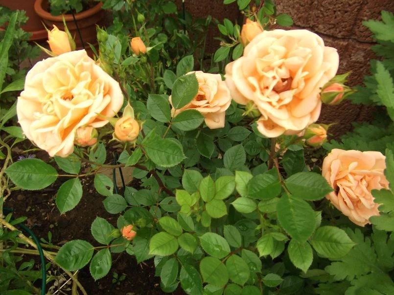 Zwergrose 'Apricot Clementine' ® 14 Zwergrose 'Apricot Clementine' ® – Bild 14