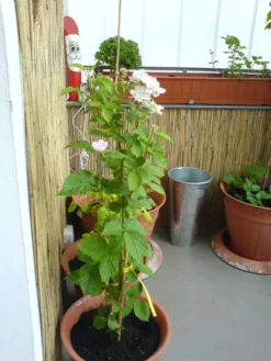 Brombeere 'Navaho' ® -Deutschland Garten Funk Verkaufs-Shop b020009 Brombeere Navaho 104431 0 1