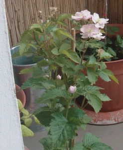 Brombeere 'Navaho' ® -Deutschland Garten Funk Verkaufs-Shop b020009 Brombeere Navaho 104431 0