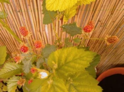 Brombeere 'Navaho' ® -Deutschland Garten Funk Verkaufs-Shop b020009 Brombeere Navaho 104431 2