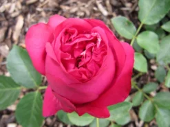 Strauchrose 'Red Eden Rose' ® 20 Strauchrose 'Red Eden Rose' ® -Deutschland Garten Funk Verkaufs-Shop b020075 Strauchrose Red Eden Rose 192332 0