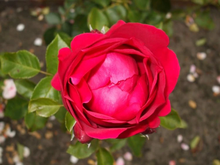 Strauchrose 'Red Eden Rose' ® 11 Strauchrose 'Red Eden Rose' ® – Bild 11