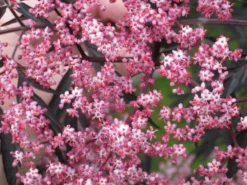 Schwarzer Holunder 'Black Beauty' -Deutschland Garten Funk Verkaufs-Shop b020138 Schwarzer Holunder Black Beauty 156952 0