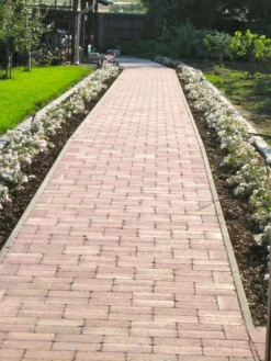 Bodendecker-Rose 'Medeo' ® 11 Bodendecker-Rose 'Medeo' ® -Deutschland Garten Funk Verkaufs-Shop b020222 Bodendeckerrose Medeo 176259 0