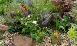 Beetrose 'Pastella' ® -Deutschland Garten Funk Verkaufs-Shop b020583 Beetrose Pastella 146332 0