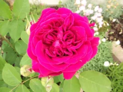 Englische Rose 'William Shakespeare 2000' ® -Deutschland Garten Funk Verkaufs-Shop b020703 Englische Rose William Shakespeare 2000 307684 0