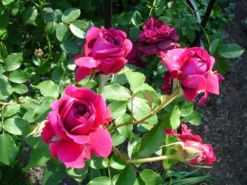 Englische Rose 'William Shakespeare 2000' ® -Deutschland Garten Funk Verkaufs-Shop b020703 Englische Rose William Shakespeare 2000 63443 0