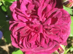 Englische Rose 'William Shakespeare 2000' ® -Deutschland Garten Funk Verkaufs-Shop b020703 Englische Rose William Shakespeare 2000 82479 0