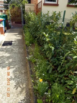 Aufrechter Kirschlorbeer / Lorbeerkirsche 'Herbergii' -Deutschland Garten Funk Verkaufs-Shop b020720 Aufrechter Kirschlorbeer Lorbeerkirsche Herbergii 304795 0