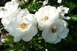 Bodendecker-Rose 'Innocencia' ® 27 Bodendecker-Rose 'Innocencia' ® -Deutschland Garten Funk Verkaufs-Shop b020981 Bodendeckerrose Innocencia 119794 0