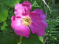 Apfelrose / Kartoffelrose / Hagebutte 37 Apfelrose / Kartoffelrose / Hagebutte -Deutschland Garten Funk Verkaufs-Shop b021720 Apfelrose Kartoffelrose Hagebutte 192332 0 1