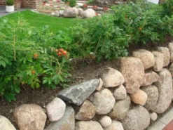 Weiße Apfelrose 'Alba' /- Kartoffelrose /- Hagebutte -Deutschland Garten Funk Verkaufs-Shop b021730 Weisse Apfelrose Kartoffelrose Hagebutte 61029 0