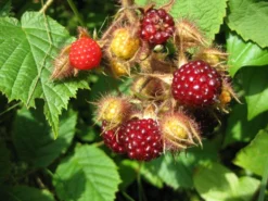 Japanische Weinbeere / Rotborstige Himbeere -Deutschland Garten Funk Verkaufs-Shop b021810 Japanische Weinbeere Rotborstige Himbeere 151575 0