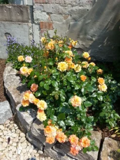 Beetrose 'Westzeit' ® -Deutschland Garten Funk Verkaufs-Shop b022293 Beetrose Westzeit 206955 0